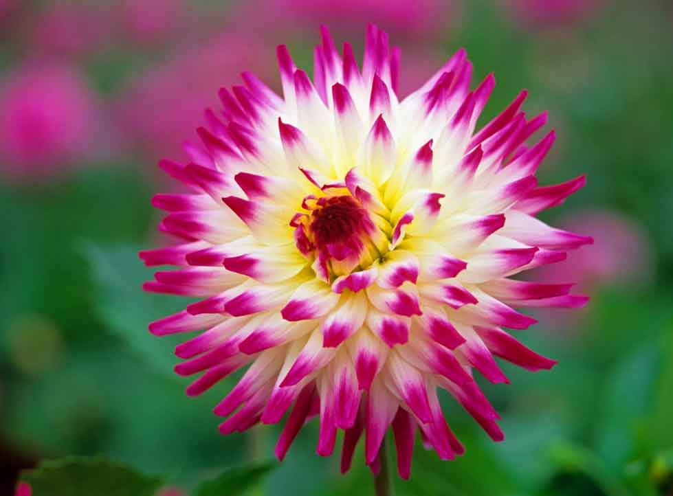 Purchase Hayley Jane from Dawlish Gardens Trust
