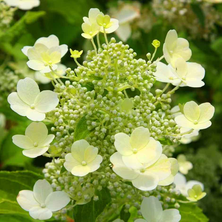 Purchase Hydranea paniculata 'Tardiva' from Dawlish Gardens Trust