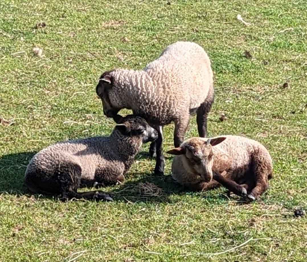 Too warm for wool