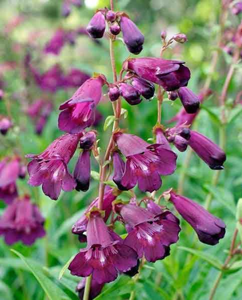 Plant of the Week – Blackbird